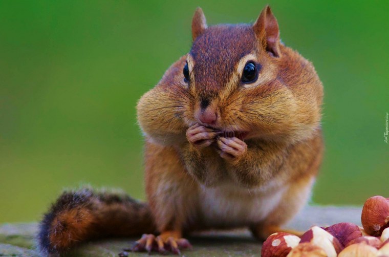 Элвин и бурундуки Британи