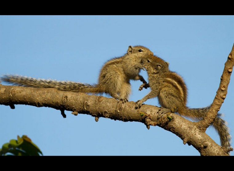 Бурундуки обнимаются