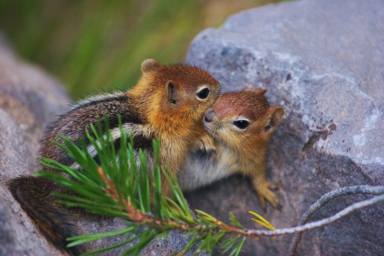 Прикольный бурундучок