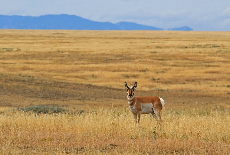Прерия Северной Америки