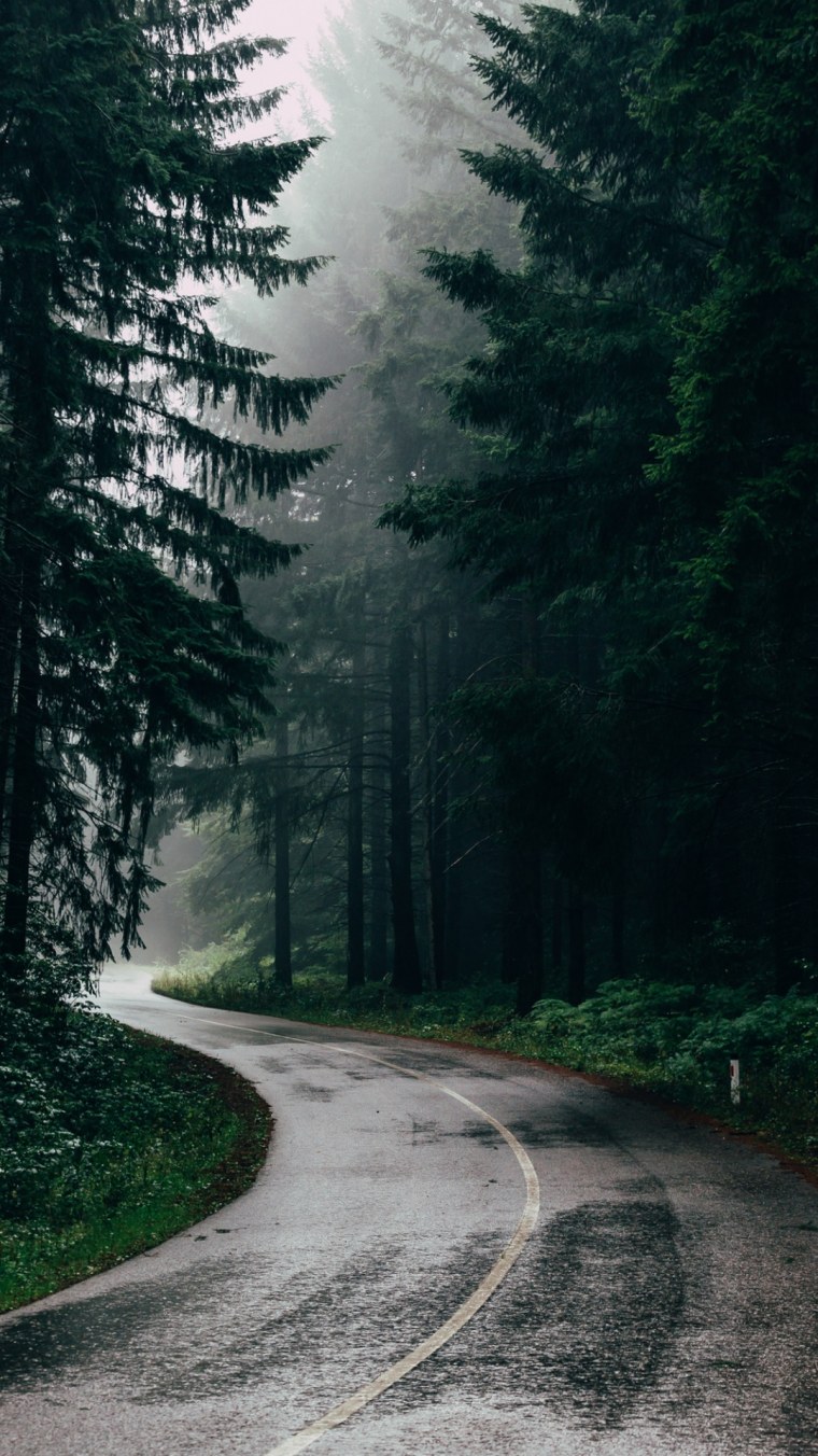 Лес с дорогой