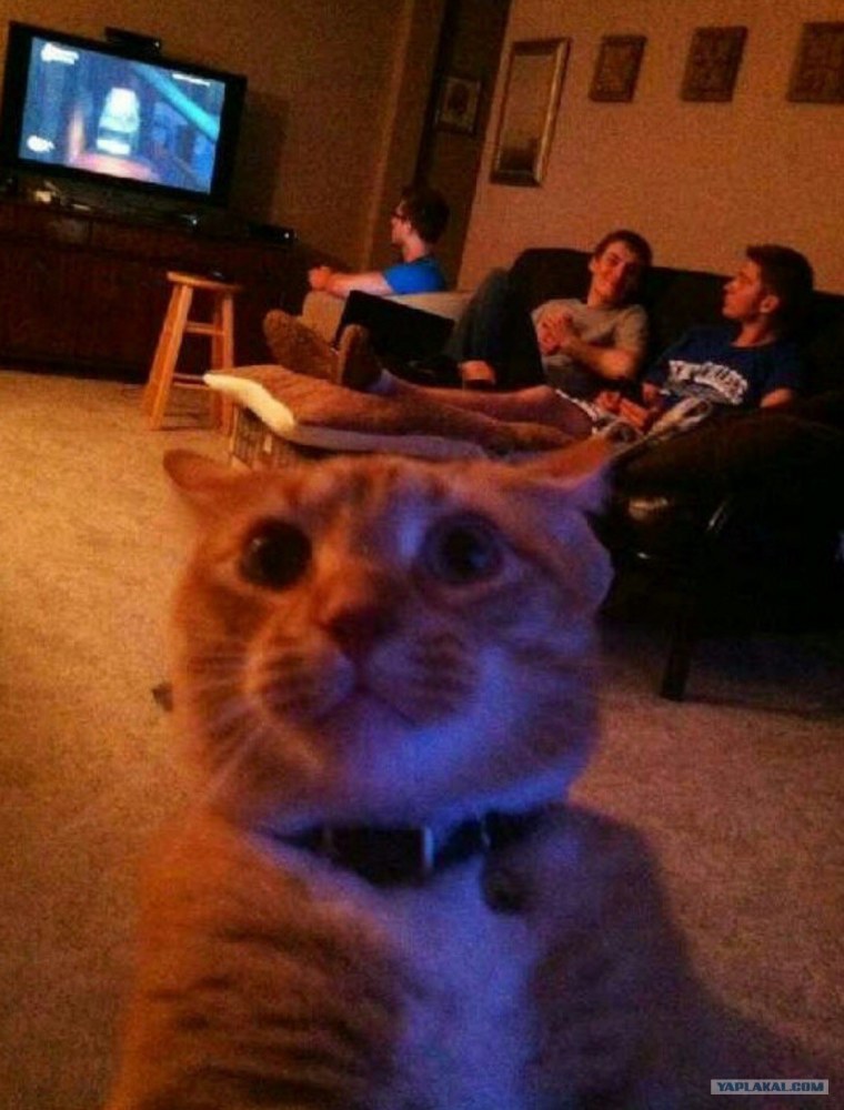 Собака с айфоном