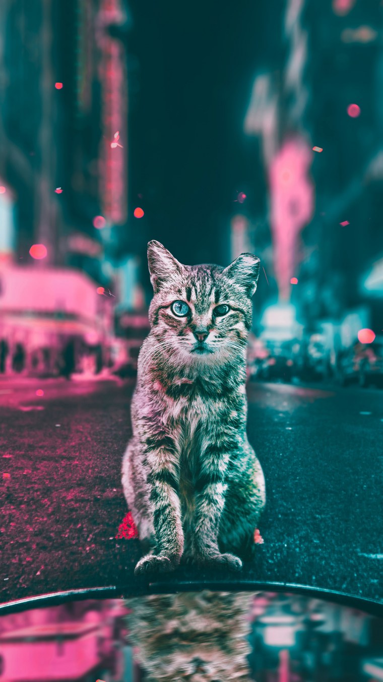 Кошка в розовых очках