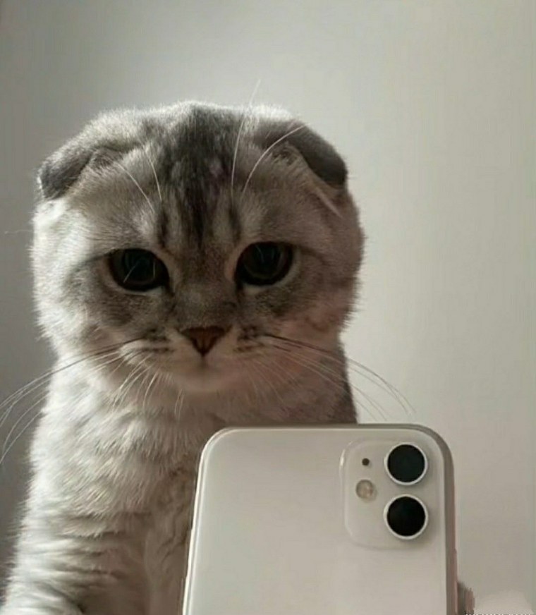 Милые белые котики