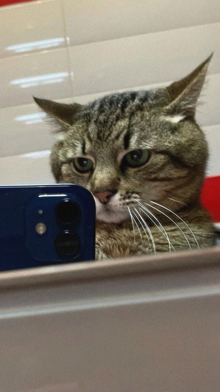 Кошечка с айфоном