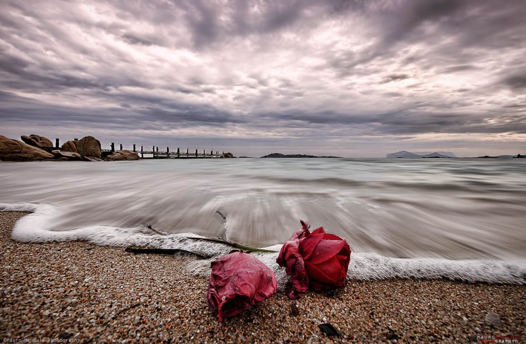 Розы на берегу океана