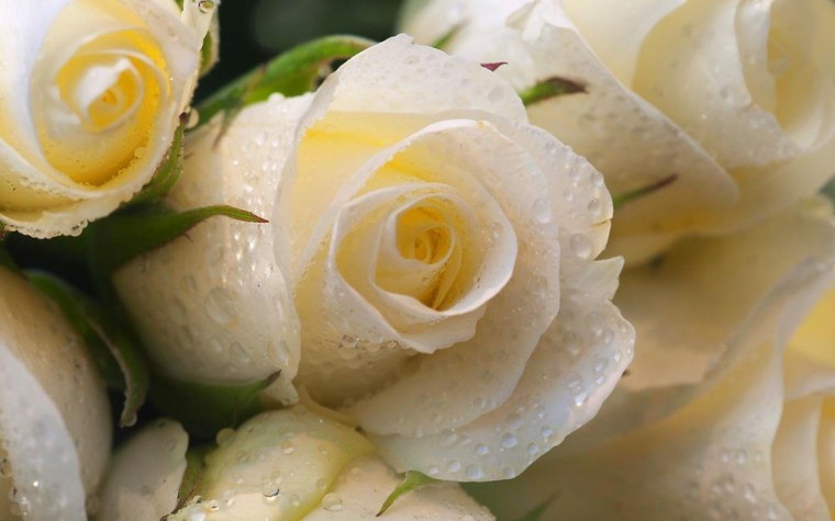 Красивые белые цветы