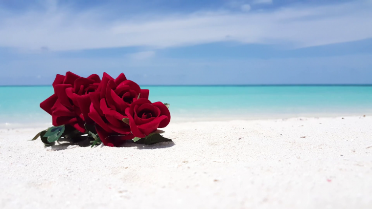 Роза на Мальдивах