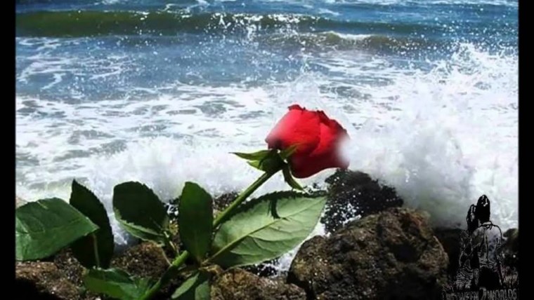 Розы на берегу океана