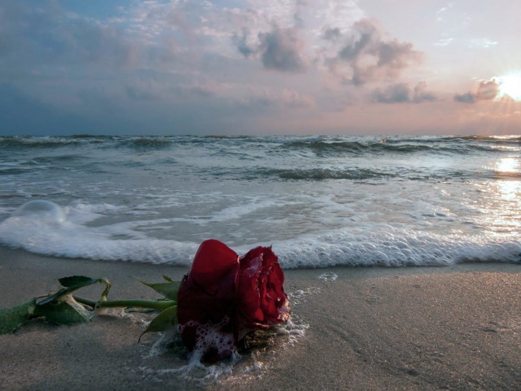 Море роз