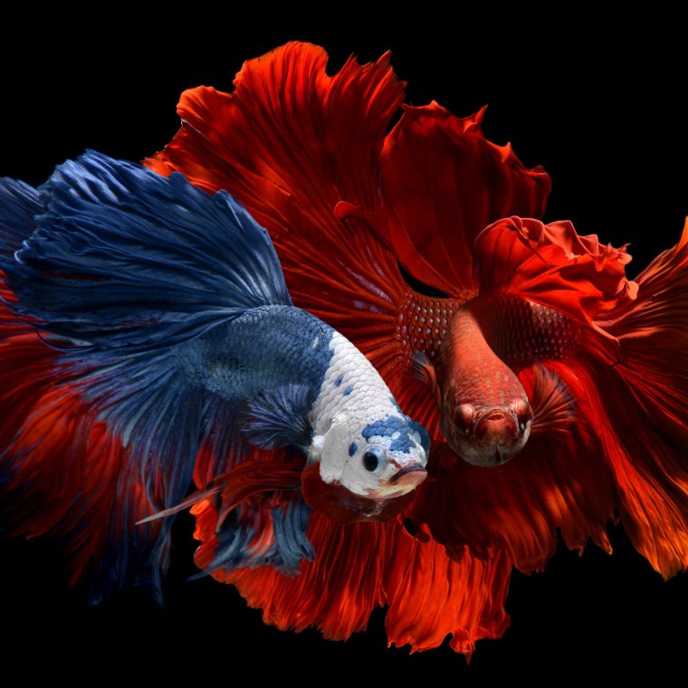 Бойцовые Петушки рыбки