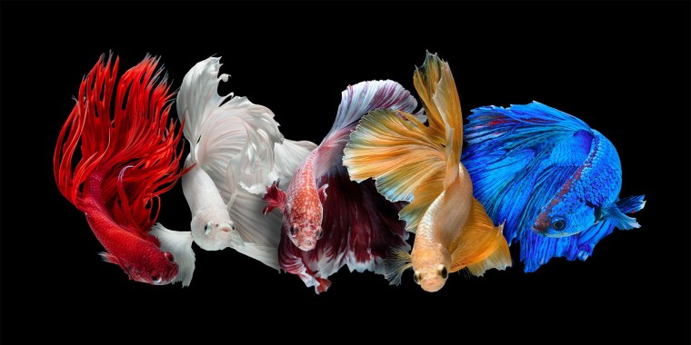 Рыбы Петушки на темном фоне