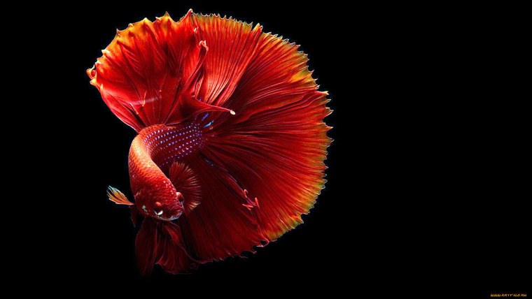 Рыбка петушок