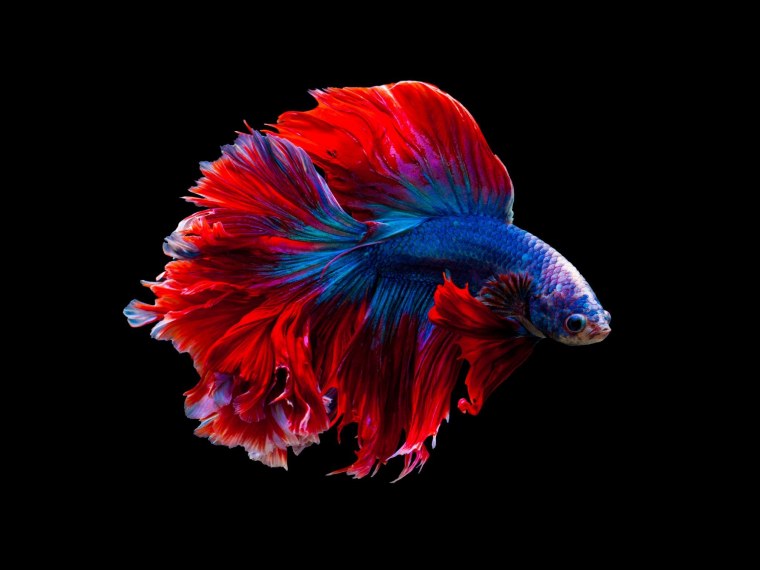 Рыбка петушок черный