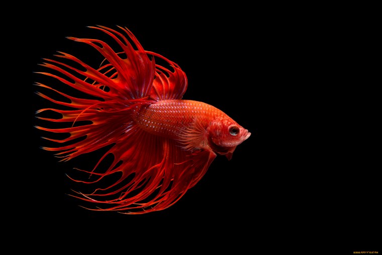 Рыба петушок