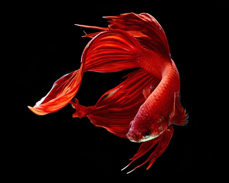 Рыбка петушок вуалевый красный