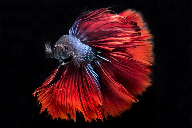 Петушки бойцовые рыбки Бетта