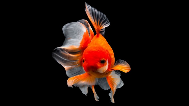 Золотая рыбка на темном фоне