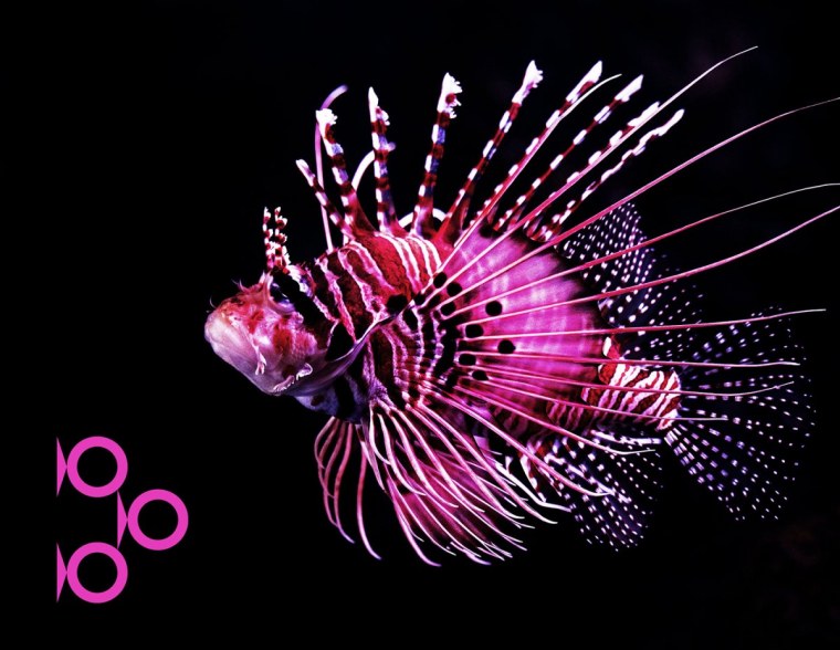 Лучистая крылатка