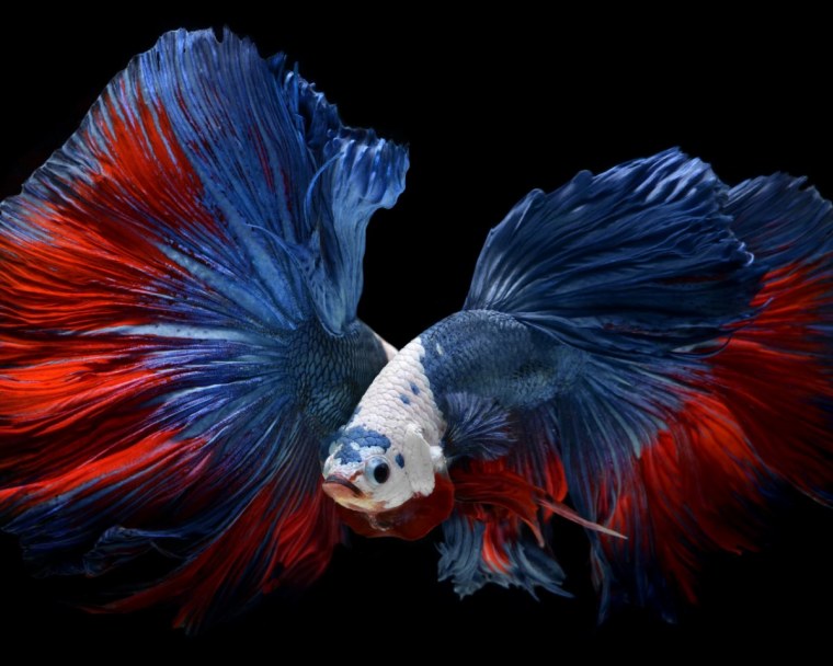 Бойцовая рыбка черная