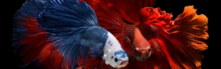 Хинтон Сьюзан "бойцовые рыбки"