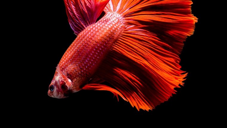 Красивые рыбки на черном фоне