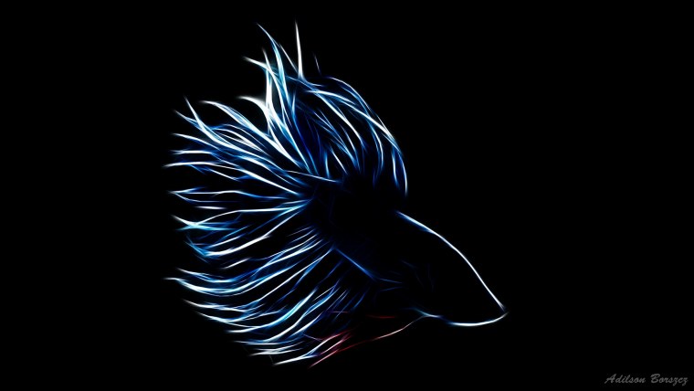 Рыбка на темном фоне