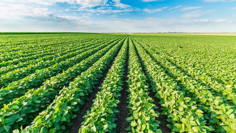 Комбайн Джон Дир в поле