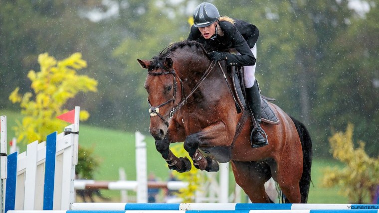 Конный спорт конкур прыжки