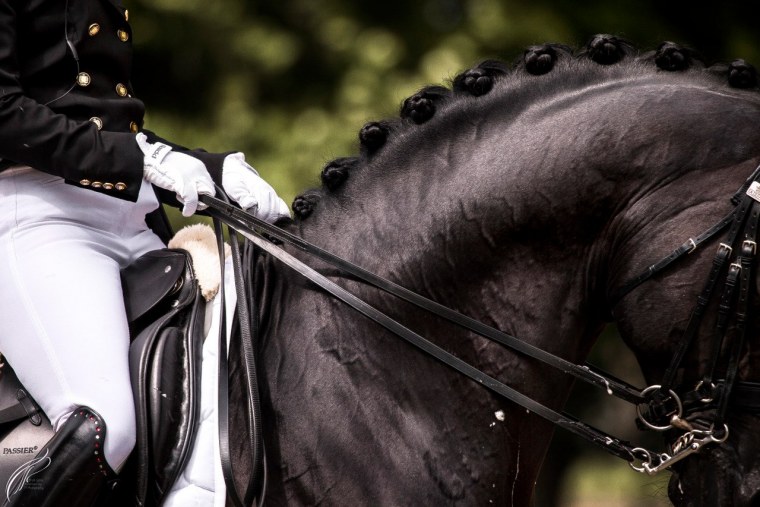 Эквестриан конный