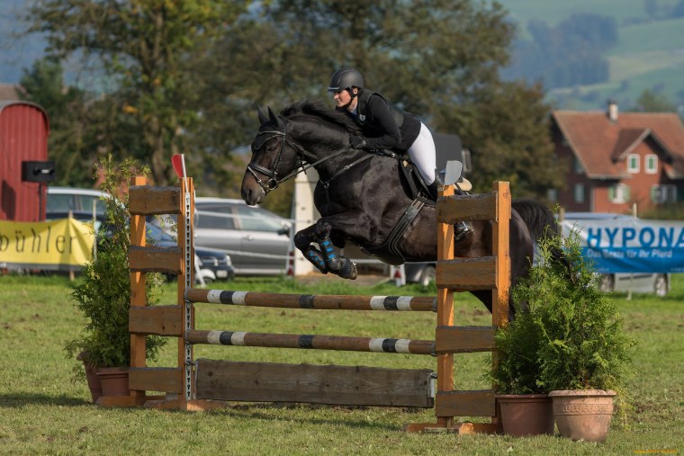 Эстетика конного спорта коллаж