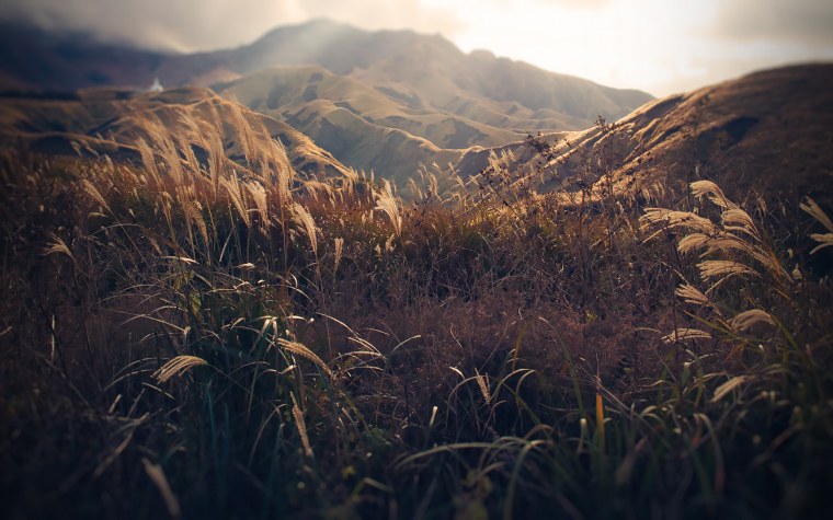 Эстетика природы поле