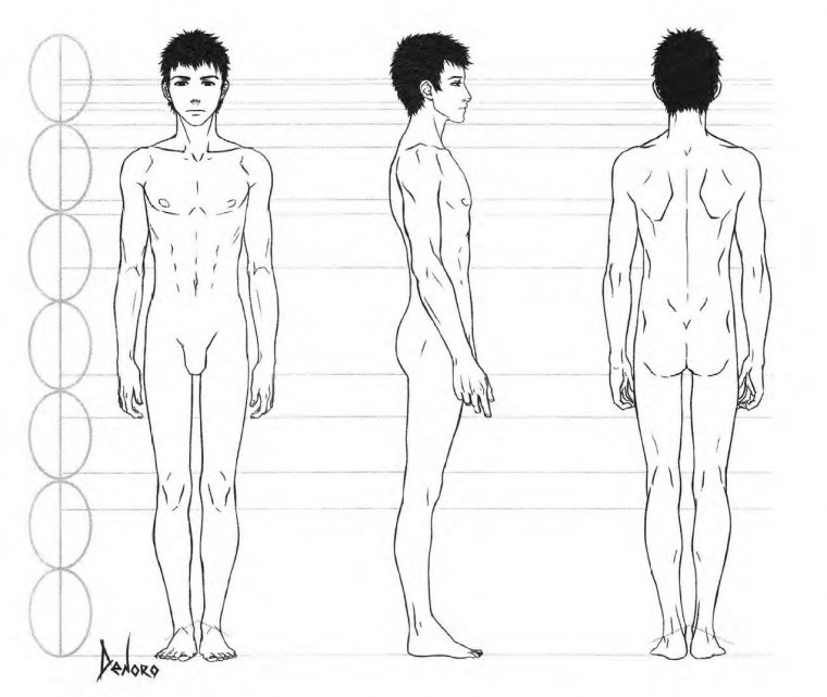 Пропорции человека в полный рост референс