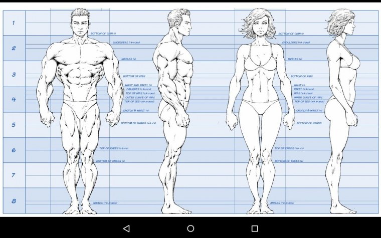 Пропорции тела мужчины для рисования