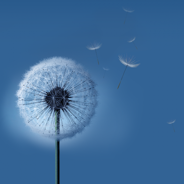 Одуванчик вертикально