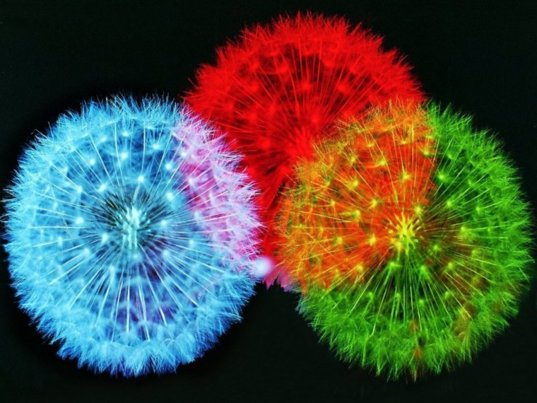 Разноцветные одуванчики