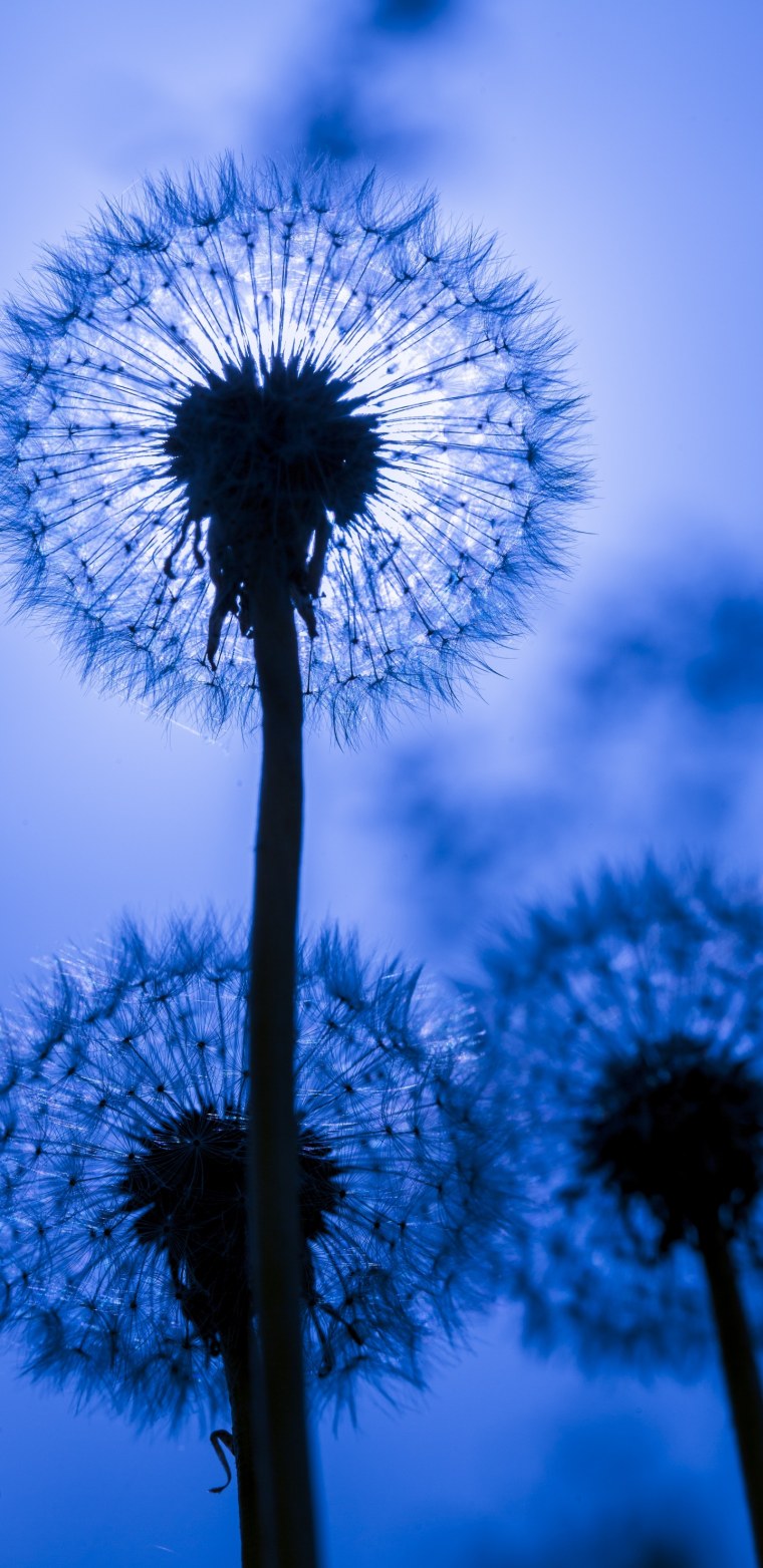 Одуванчик Макросъемка