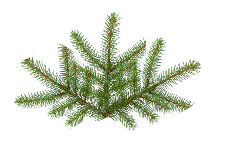 Елочная ветка