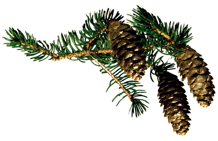 Еловая, Пихтовая, Сосновая лапы