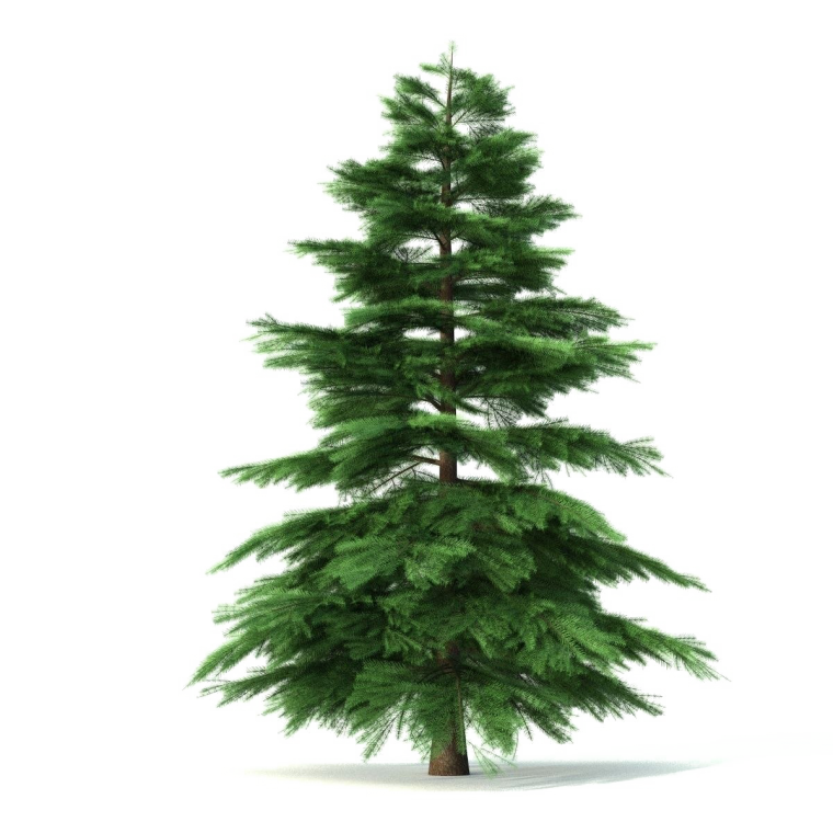 Пихтовая ветка