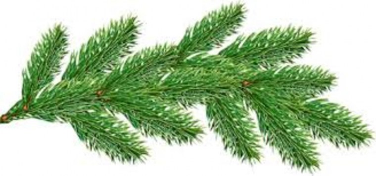 Елка Annapolis fir Tree
