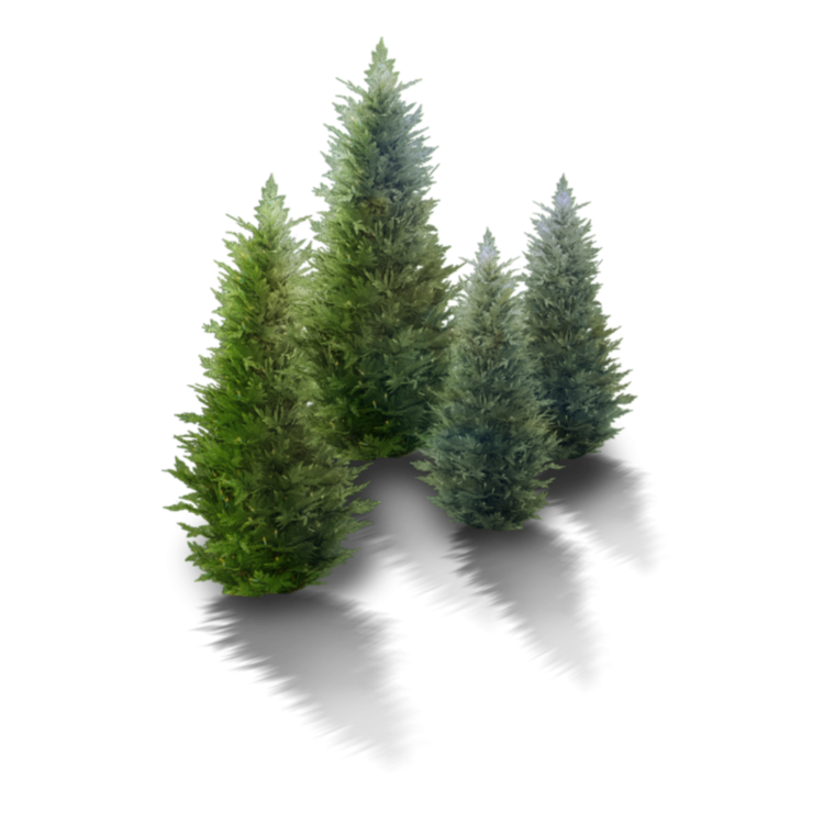 Дерево ПГН пихта