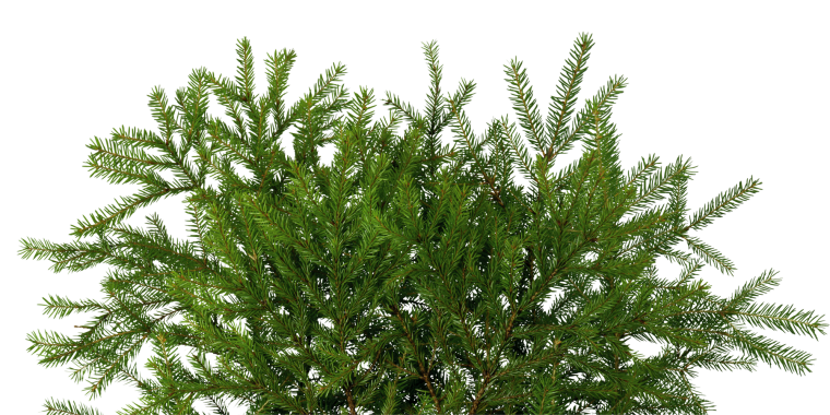 Пихтовая шишка