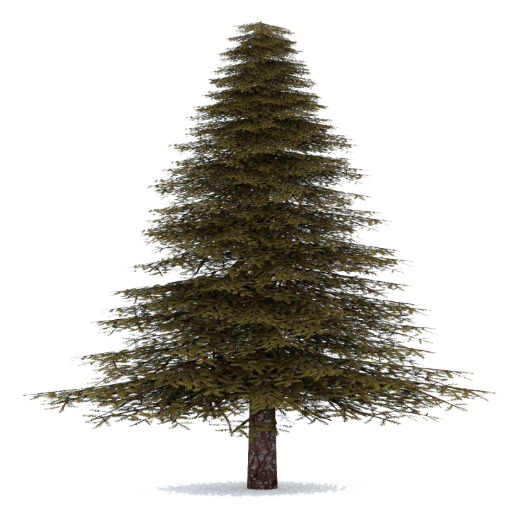 Сосна Новогодняя