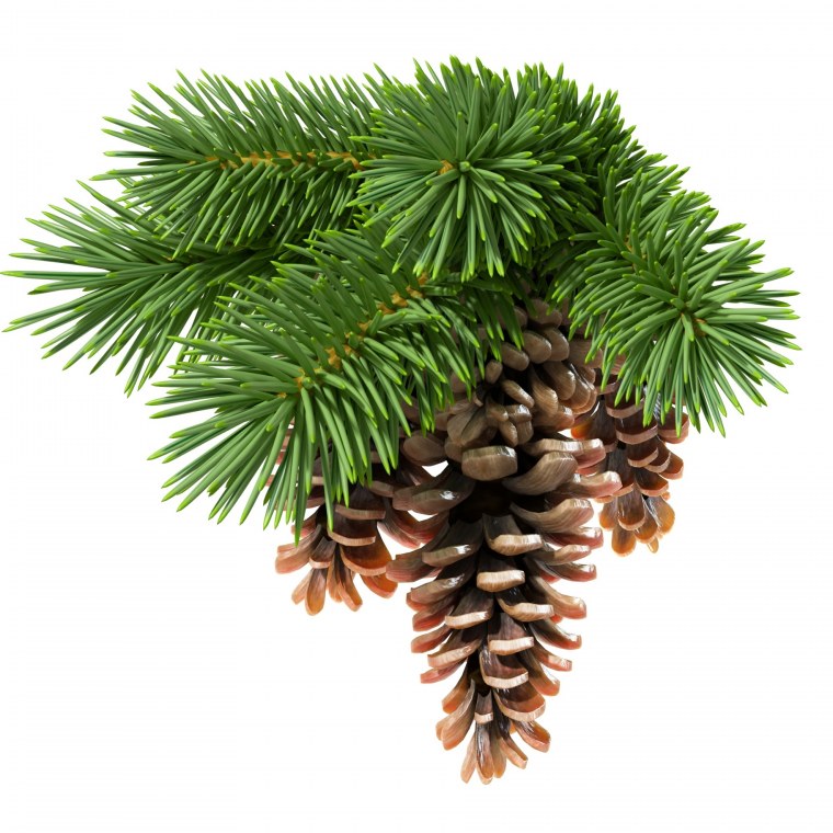 Ель голубая Глаука