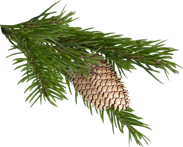 Елка дерево на прозрачном фоне