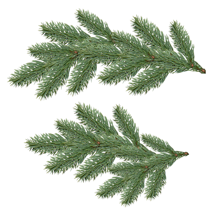 Пихта вектор