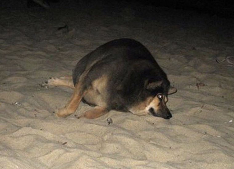 Спящие волки