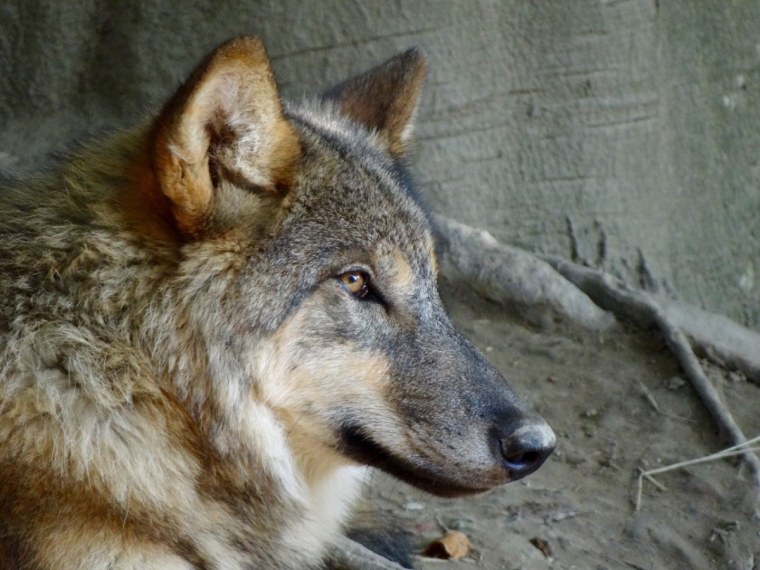 Волк с большим животом