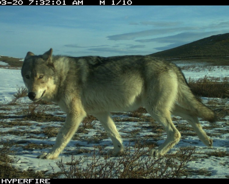 Японский волк